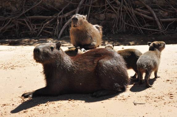 Família de capivaras em praia no rio Cuiabá, região de Porto Jofre, no final da rodovia Transpantaneira, no Pantanal Norte, no Mato Grosso